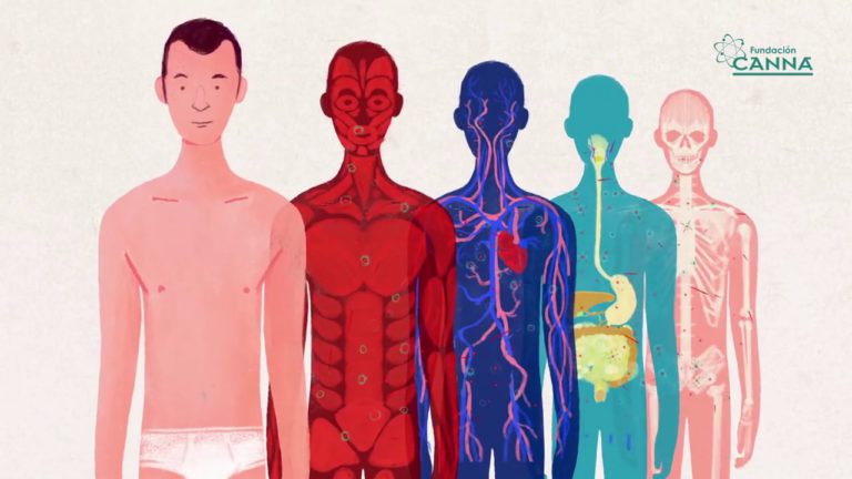 Read more about the article Η Κάνναβη και το Ενδοκανναβινοειδές Σύστημα