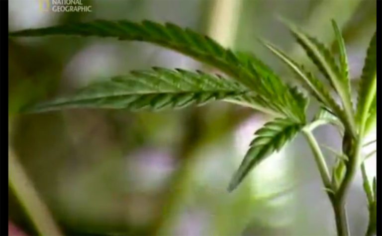 Read more about the article Ντοκιμαντέρ του National Geographic για τη Μαριχουάνα (2011)