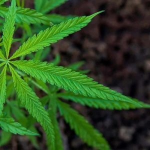 Read more about the article Ζακλίν Πόιτρας- Κόκκινο Θεσσαλονίκης 91,4- 24-5-2021