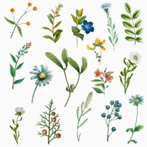 Read more about the article Κάνναβη και άλλα Βότανα